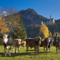 Rinder Schloss Neuschwanstein