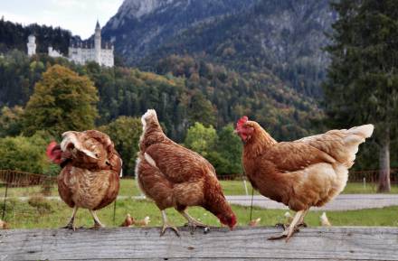 Hühner SChloss Neuschwanstein