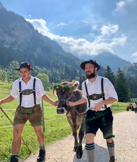 Rindertreiben Alm Allgäu